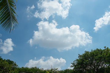 Obraz premium Cumulus clouds and blue sky over lush trees in summer. Sri Nakhon Khuean Khan park, Bang Kachao. Thailand.