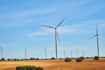 Landscape of windmills in spring with fields full of brown and green colors