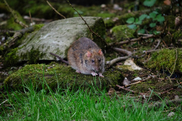rat in the forest