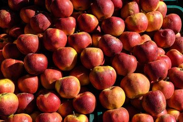Group of fresh red apples displayed for sale at a street food market, in direct sunlight
