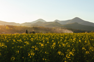 Panoramic view of rapeseed field canola  (Brassica Napus) with village and big hills on background on sunset. Landscape photo of golden colza field with forest in sunny day with beautiful view.