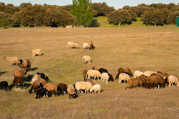 Beef cows grazing in the pastures