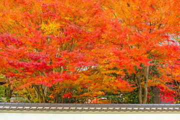 京都の紅葉　秋の観光、旅行