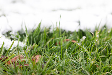 green grass from under the snow