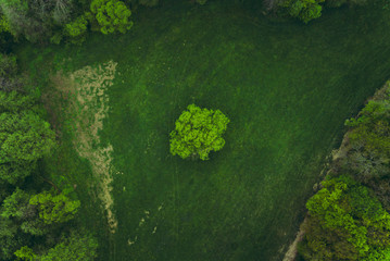 Aerial photo from drone of green illuminated tree in the middle of meadow near the forest in spring time. Top view of beautiful single tree in green meadow on the sunny day (soft lighting).