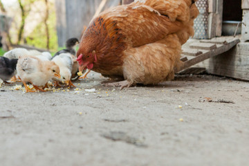 Close up yellow chicks on the floor , Beautiful yellow little chickens, Group of yellow chicks
