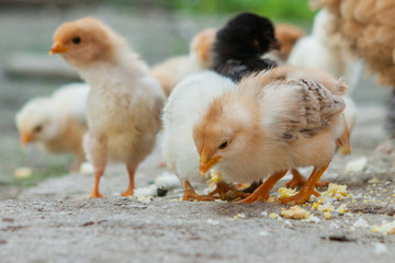 Close up yellow chicks on the floor , Beautiful yellow little chickens, Group of yellow chicks