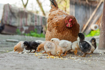 Close up yellow chicks on the floor , Beautiful yellow little chickens, Group of yellow chicks