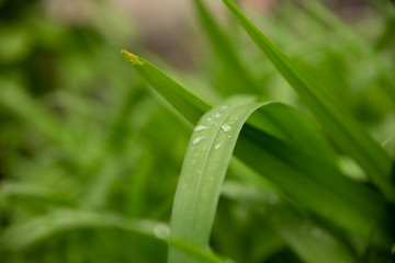 beautiful green leaves with drops of water after heavy rain