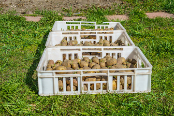 potatoes cooked for planting in plastic boxes