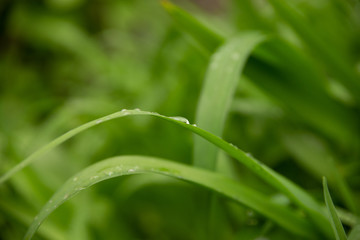 Fototapeta na wymiar beautiful green leaves with drops of water after heavy rain