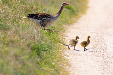 two goslings Goose Wild walking