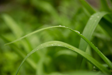beautiful green leaves with drops of water after heavy rain