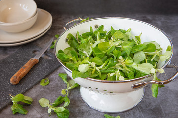 Field salad in a bowl for washing vegetables. on a dark background . Vegetarianism and healthy food	