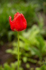 non-standard red tulip