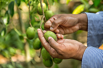 Naklejka na ściany i meble Nature of Sri Lanka.Image of hands and exotic fruits.