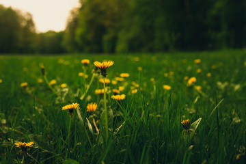 A meadow with a lot of illuminated yellow dandelions with natural light on sunset with forest on background.  Dark close up shot of a several dandelions in the high green grass on the field on sunset.