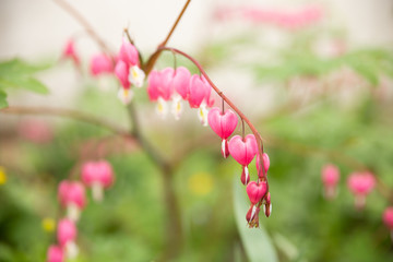 pink flowers bells a lot on one branch