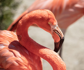 mature flamingo gets a close up head shot