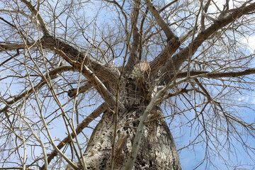 trunk of a tree