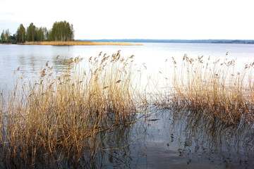 Lake at sunset summer day. Calm calm weather. Smooth water A small island can be seen in the distance. In the foreground, dry grass.