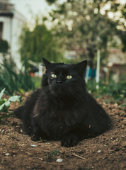 Vertical close up portrait of tomcat (Chantilly Tiffany)  laying on the ground (soil) in garden and looking to camera on sunny day. Dark black cat with green eyes resting on the field