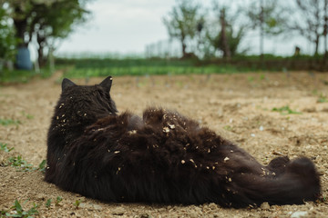 Rear view - Close up portrait of cat (Chantilly Tiffany) laying on the ground (soil) at the garden and looking ahead. Dark black tomcat resting (relaxing) and observing on the field - from behind.