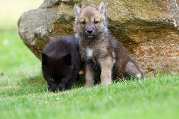 Fototapeta premium The gray wolf (Canis lupus) also known as the timber wolf,western wolf or simply wolf. Young wolf puppy in green grass.Two puppies, gray and black, sit by the rocks