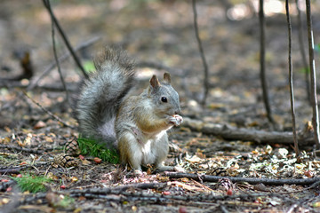 Squirrel in the autumn forest Park. Squirrel with nuts in the scene of the autumn forest Park.