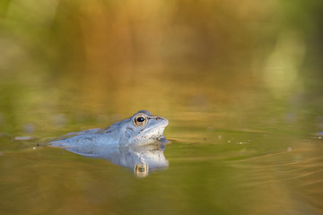 The Moor frog Rana arvalis in Czech Republic