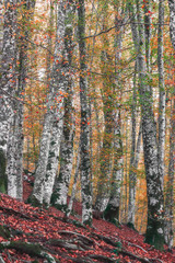 Autumn morning landscape with a stream. Nature in the vicinity of Salerno