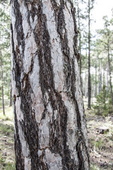 Obraz premium Texturas de la naturaleza, tronco de árbol