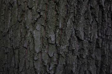 tree bark texture