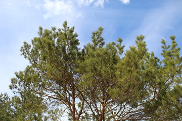 tree and blue sky