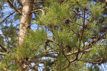 pine tree in forest