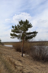 tree on the beach