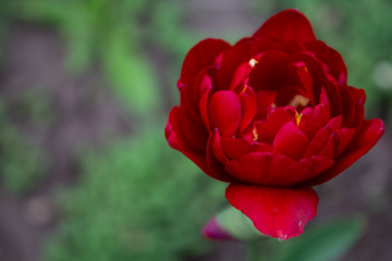 red tulip in the garden
