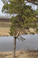 tree in the water