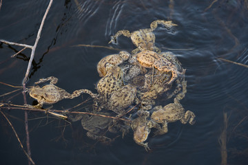 Group of Common toads Bufo bufo - mating, in Czech Republic