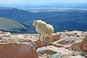 Landscape with Mountain goat, Colorado