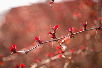 Tree branch with young red leaves close up, soft focus. Spring gentle background