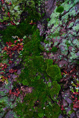 Green moss and lichens on tree bark