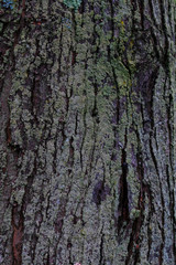 Tree bark covered with green lichens on it