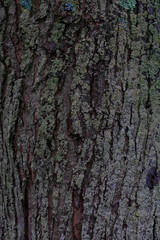 Tree bark covered with green lichens on it