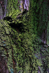 Tree bark covered with green lichens on it