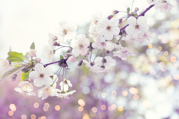 Mysterious spring floral background with blooming white sakura cherry flowers blossom and glowing...