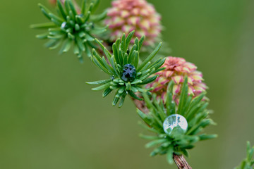 Larch blooms