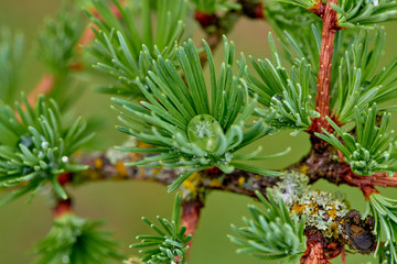 Larch blooms