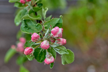 Apple buds