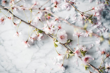 pink cherry blossom tree branch in spring on white marble table top